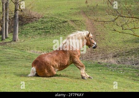 Haflinger ou Avelignese cheval (Equus ferus cabalus) couché sur un pâturage dans la campagne, Westerwald, Rhénanie-Palatinat, Allemagne, Europe Banque D'Images