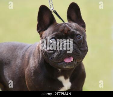 Bulldog français lors d'un spectacle canin Banque D'Images