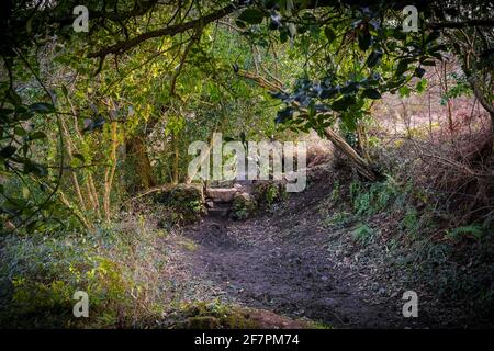 Une vieille pierre s'entaille sur un sentier boueux dans la forêt atmosphérique de Metha Woods, dans la vallée de Lappa, près de St Newlyn East, dans les Cornouailles. Banque D'Images