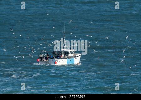 Un troupeau de mouettes suivant le bateau de pêche trois Jays SS333 alors qu'elle retourne au port de Newquay, dans les Cornouailles. Banque D'Images
