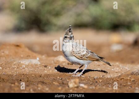 (Galerida cristata Crested Lark) près de l'eau, le cormoran alouettes nichent dans la majeure partie de l'Eurasie tempérée du Portugal vers le nord-est de la Chine et de l'Inde Banque D'Images