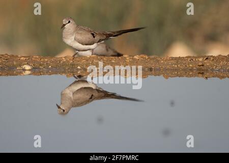 Femelle Namaqua Dove (Oena capensis) les mâles ont des becs jaunes et rouges, tandis que la femelle (ici) a un bec noir. Cette colombe fourrages pour les graines. C'est le cas Banque D'Images