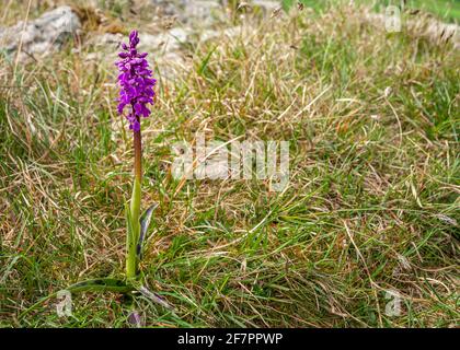 Une image de printemps HDR de 3 prises d'une orchidée pourpre ancienne solitaire, Orchis mascula, à Hutton Craggs près de Kikby Lonsdale, Lancashire, Angleterre. 02 mai 2014 Banque D'Images