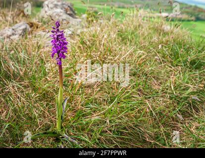 Une image de printemps HDR de 3 prises d'une orchidée pourpre ancienne solitaire, Orchis mascula, à Hutton Craggs près de Kikby Lonsdale, Lancashire, Angleterre. 02 mai 2014 Banque D'Images