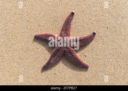Une étoile de mer située sur le sable d'un océan en France. Banque D'Images
