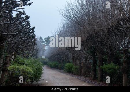 Allée bordée d'arbres menant au cimetière de Mill Road, un matin brumeux, Cambridge, Royaume-Uni Banque D'Images