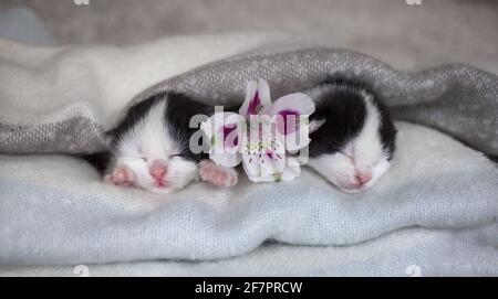 deux muzzles noires et blanches d'un chaton endormi nouveau-né et une fleur avec des fleurs d'alstroemeria entre eux dans une écharpe tricotée douce. Amour pour les chats. C Banque D'Images