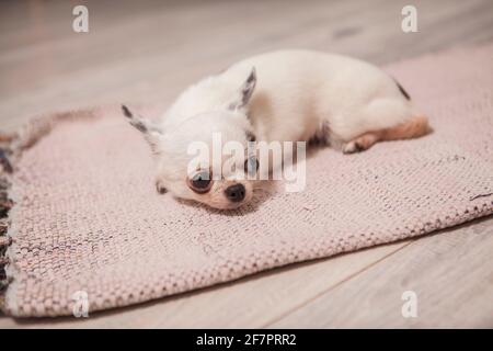 Gros plan d'un petit chiot adorable chihuahua allongé sur l'étage en attente du propriétaire Banque D'Images