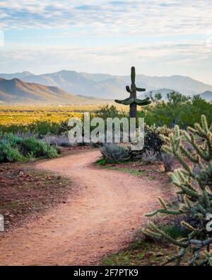 Sentier de randonnée Apache Wash avec vue sur le paysage le matin du désert de Sonoran près de Phoenix et de la rivière New, Arizona. Banque D'Images