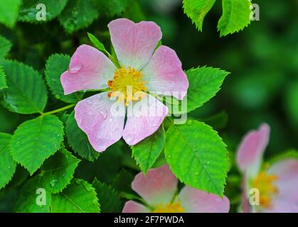Gros plan sur les fleurs roses d'une Rose de chien (Rosa canina), plante de fleurs sauvages, Angleterre, Royaume-Uni Banque D'Images