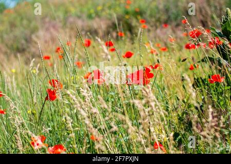Très beaux coquelicots parmi les oreilles sauvages et d'autres herbes de champ et la végétation. Lumière du soleil chaude Banque D'Images