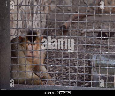 Babouin avec tête en angree dans la cage du zoo Banque D'Images