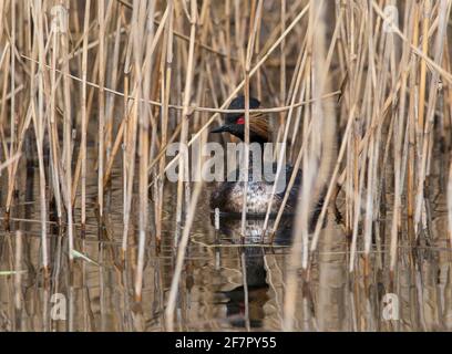 La Grébe à col noir (Podiceps nigricollis) dans le plumage de reproduction estivale. Banque D'Images