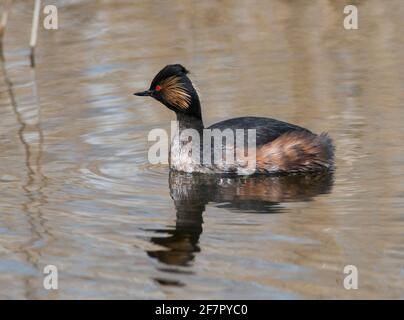 La Grébe à col noir (Podiceps nigricollis) dans le plumage de reproduction estivale. Banque D'Images