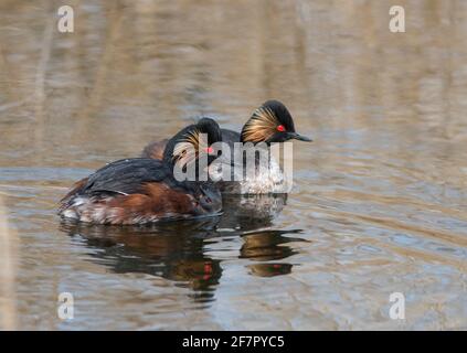 La Grébe à col noir (Podiceps nigricollis) dans le plumage de reproduction estivale. Banque D'Images