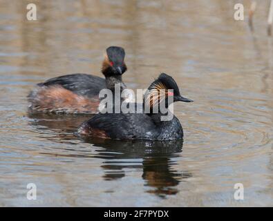 La Grébe à col noir (Podiceps nigricollis) dans le plumage de reproduction estivale. Banque D'Images