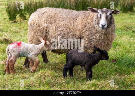 Croix de Suffolk Ewe Ovis aries avec agneaux de jour Banque D'Images