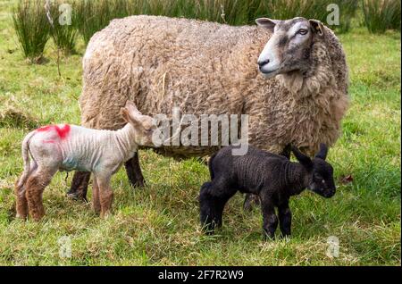 Croix de Suffolk Ewe Ovis aries avec agneaux de jour Banque D'Images