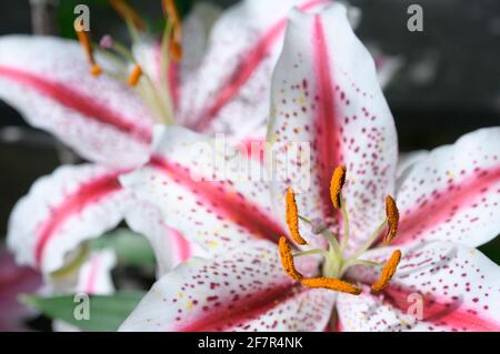 Gros plan de lilium 'Tiger Woods', ou hybrides orientaux de lilium (Devision VII) Banque D'Images