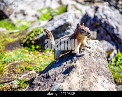 Petit écureuil mignon avec ligne en fourrure sur un rocher en été Banque D'Images