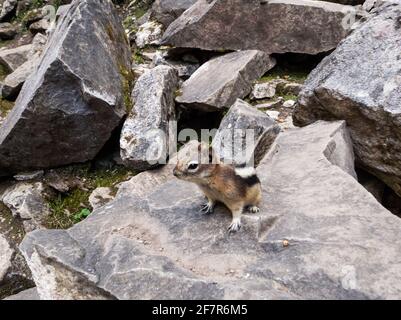 Petit écureuil debout sur un rocher en été avec brun et fourrure à rayures beige Banque D'Images