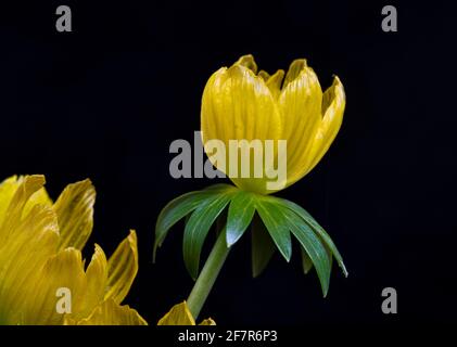 Aconite d'hiver, Eranthis hyemalis, membre de la famille des buttercup, Ranunculaceae Banque D'Images