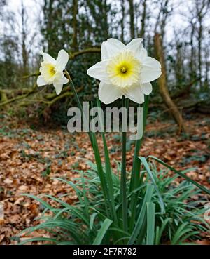 Jonquilles blanches dans la forêt Banque D'Images