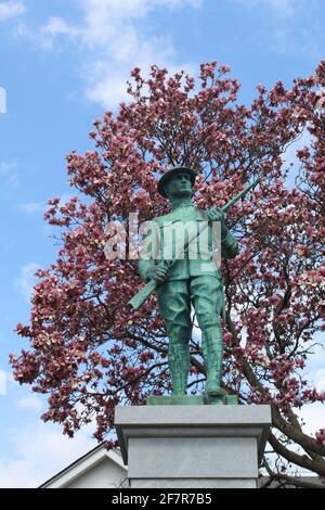 Morton Grove, monument Doughboy de la première Guerre mondiale de l'Illinois, avec fleurs de magnolia Banque D'Images