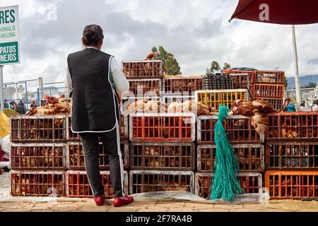 Vendeur de poulet sur le marché des animaux à Otavalo (Equateur) en attente de clients à côté de ses boîtes rouges. Banque D'Images