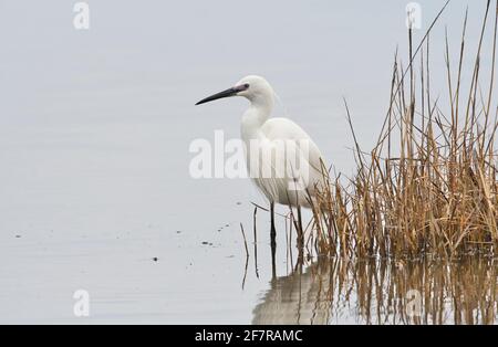 Aigrette garzette (Egretta garzetta) Banque D'Images