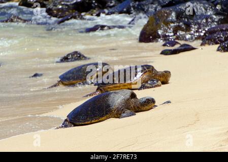 Photo sélective des tortues de mer sur la rive sablonneuse Banque D'Images