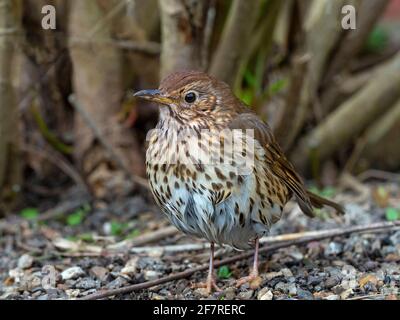 Song Grush Turdus philomelos recherche dans un jardin de gravier vers et escargots Banque D'Images