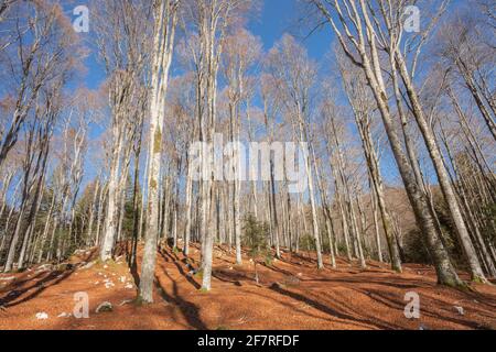 L'intérieur du feuillage d'une forêt à l'automne Italien Banque D'Images