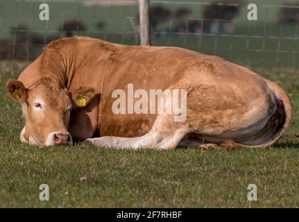 Animaux de ferme paître sur les South Downs de Sussex Banque D'Images