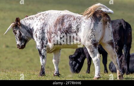 Vache dans une position agressive sur les South Downs de Sussex Banque D'Images