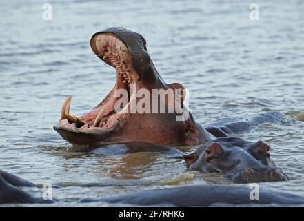 Hippopotamus commun (Hippopotamus amphibius capensis) adulte bâillant Sainte-Lucie, Afrique du Sud Novembre Banque D'Images