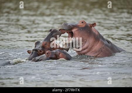 Hippopotamus commun (Hippopotamus amphibius capensis) les jeunes jouent à la lutte contre Sainte-Lucie, en Afrique du Sud Novembre Banque D'Images