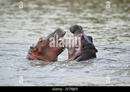 Hippopotamus commun (Hippopotamus amphibius capensis) les jeunes jouent à la lutte contre Sainte-Lucie, en Afrique du Sud Novembre Banque D'Images