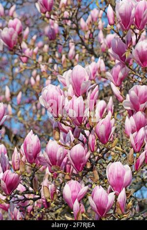 Magnolias en gros plan Banque D'Images
