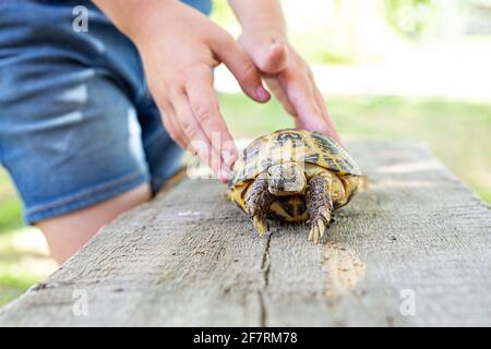 La tortue terrestre d'Asie centrale marche sur une planche de bois et regarde dans la caméra. Banque D'Images