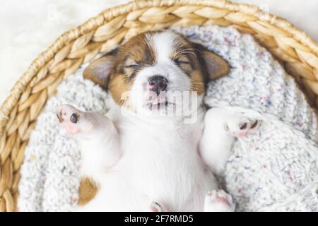 Portrait d'un nouveau-né Jack russell terrier chiot dormant dans un panier, vue du dessus. Banque D'Images