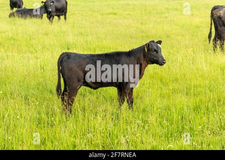 Bovins Irlande. Kerry bétail buffle de veau paître sur les pâturages dans le parc national de Killarney, comté de Kerry, Irlande Banque D'Images