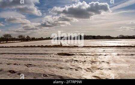 Une vaste zone de terres agricoles couvertes de membrane agricole avec le chemin du pied est déchiré par des traces de terre Banque D'Images