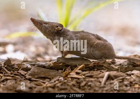 La merde à dents blanches (Crocidura suaveolens) dans l'habitat naturel. Cévennes, France. Scène sauvage dans la nature de l'Europe. Banque D'Images