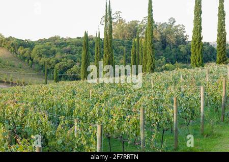 Vigne de raisin dans la Vale dos Vinhedos à Bento Gonçalves, un gaucho du vin. Banque D'Images