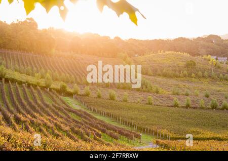 Vigne de raisin dans la Vale dos Vinhedos à Bento Gonçalves, un gaucho du vin. Banque D'Images