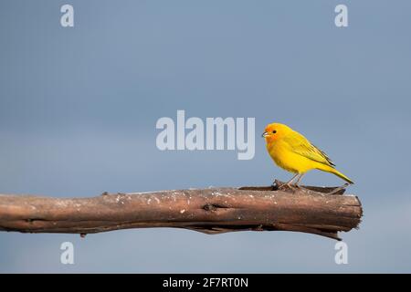Bel oiseau. safran finch - Sicalis flaveola. Colombie Banque D'Images