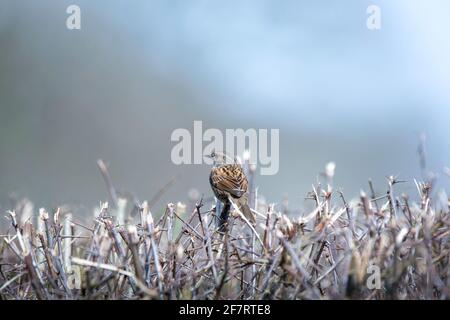 Un oiseau de Dunnock reposant dans une rangée de haies nom latin Prunella modularis Banque D'Images