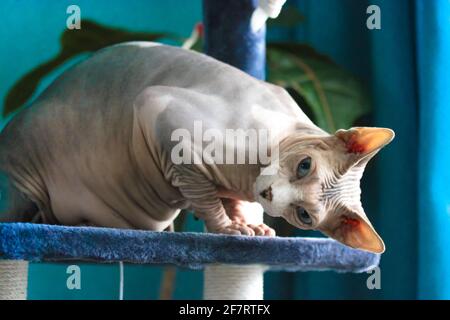 Le chat de Sphynx canadien est assis sur une tour à griffes, en grattant le poteau dans une posture drôle. Animal de compagnie dans un intérieur moderne contre un mur bleu. La peau froissée d'un ba Banque D'Images