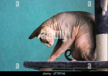 Le chat Sphynx canadien joue avec quelque chose, assis sur une tour à griffes, gratter le poteau. Animal de compagnie dans un intérieur moderne contre un mur bleu. La sk ridée Banque D'Images